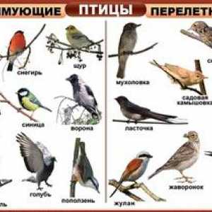 Kakšne vrste ptic: njihova imena in opis