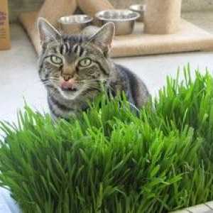 Katere vrste mačjih zelišč so koristne za mačke in mačke?