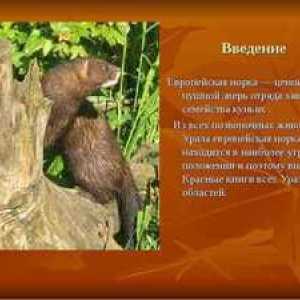 Katere živali so vključene v rdečo knjigo Urals