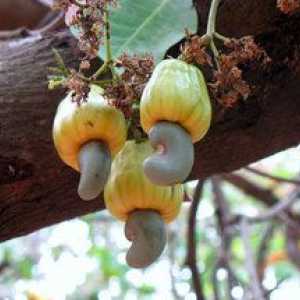 Kako in kje raste zabaven indijski oreh?