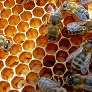 Kako medene čebele naredijo medu?