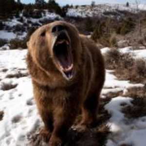 Kakšna je največja hitrost, ki jo medved lahko razvije medved?