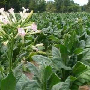 Kakšne koristi lahko rastlina prinese tobak?