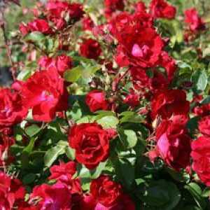 Kanadska park Rose: značilnosti vrtnic in njihovo dostojanstvo