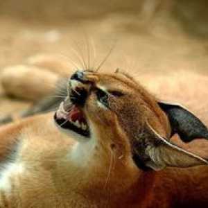 Karakalni puščavski ris: opis in skrb za stepsko mačko