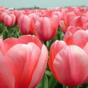 Pri presajanju tulipanov je najbolje - spomladi ali jeseni