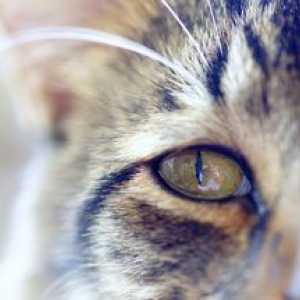 Konjunktivitis pri mačkah in mačkah: vzroki, načini zdravljenja
