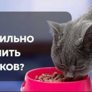 Krma za sterilizirane mačke: kako pravilno hraniti hišnega ljubljenčka
