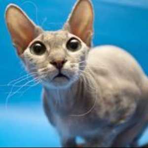 Sphynx mačka: značilnosti pasme