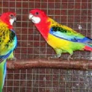 Rdeča in pestra rosella: kako prikriti papigo