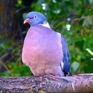 Lepota divje narave: gozdni golob vosek