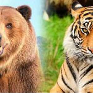 Kdo je močnejši: tiger, medved ali lev?