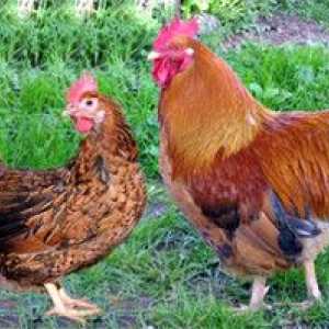 Kučinska jubilejna pasma piščancev: opis