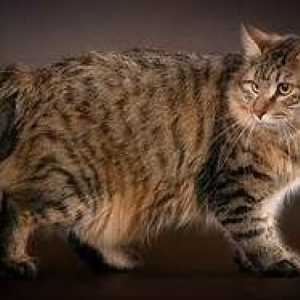 Kurilski Bobtail: neverjetna pasma mačk