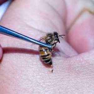 Zdravljenje s čebelami: koristi, kontraindikacije, ljudski recepti