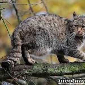 Forest mačka: način življenja evropske divje mačke
