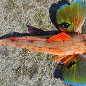 Leteče ribe trigla ali morske petelin