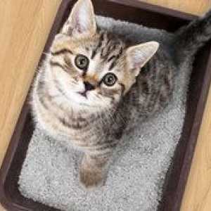 Pladenj za Cat: vrste. Cat WC z visokimi stranicami