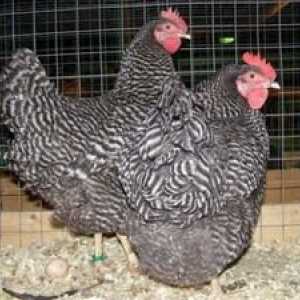 Najboljše pasme piščancev Meso jajčevega smeri: opis in fotografija