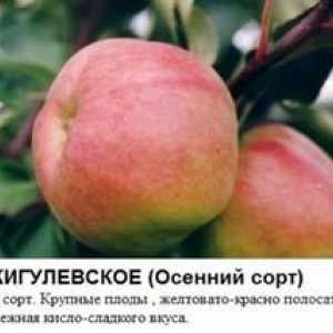Najboljše sorte jablan za Sibir: opis in opis