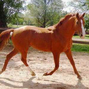 Konji konj: opis, fotografije in imena