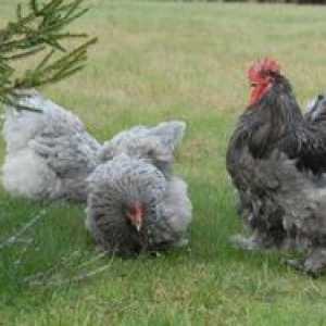 Mini-mesni piščanci: značilnosti pasme