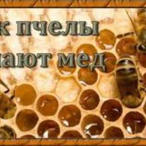 Med - kako in za kaj dejansko čebele to počnejo