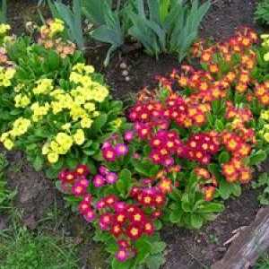 Večletne vrste na vrtu - vrste cvetja in rastne razmere