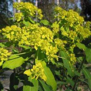 Euphorbia pallas ali muzik-koren: zdravilne lastnosti, škoda