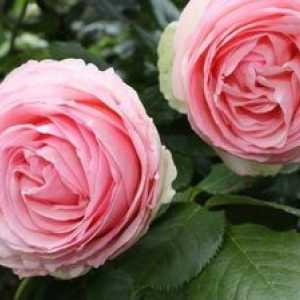 Nagubana roza: sorte in značilnosti rasti