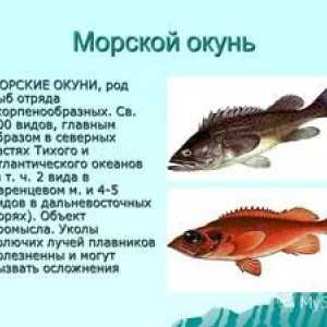Morski bas: uporabne lastnosti rib, možnosti kuhanja