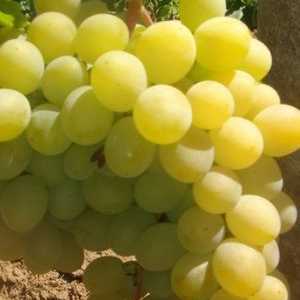 Muscat grozdje `užitek`: opis in mnenja