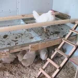 Nasest za piščance: navodila za izdelavo lastnih rok