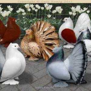 Imena dekorativnih pasem golobov s fotografijami