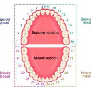 Številčenje zob v zobozdravstvu: uporabljene sheme