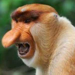 Opica je nosiac. Življenje opice z velikim nosom