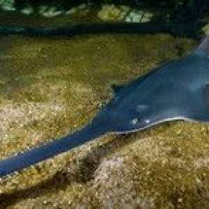 Življenjski slog žag, razlike ribjih žag iz pikčastih morskih psov