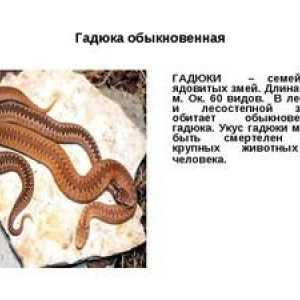 Navadni viper: opis s fotografijo, vrste strupenih židov