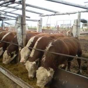 Pregled nekaterih mesnih pasem goveda: biki in krave