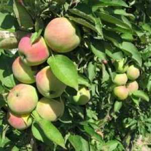 Opis in fotografije sort kolobarskih jablan