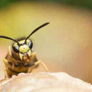 Opis čebelji strup: korist in škoda