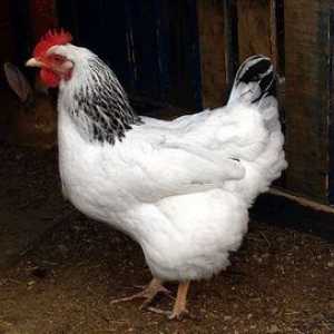 Opis pasme Adler srebrnih kokoši