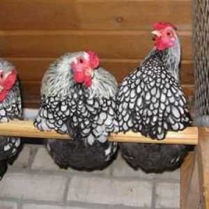 Opis pasme piščančjega amroxa: oskrba in vzreja