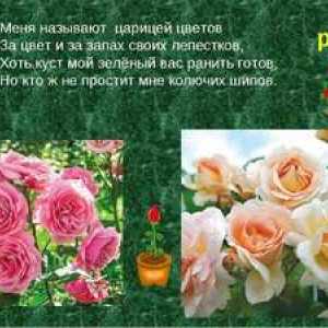 Opis vrtnice: značilnosti in uporabne lastnosti cvetov
