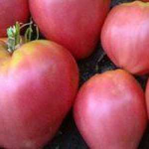 Opis sorte paradižnika: njegove glavne značilnosti
