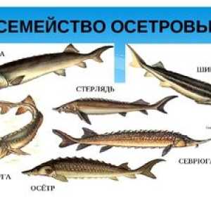 Jetra vrste rib: družina jesetra