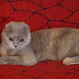 Glavne barve Scottish Fold mačk