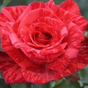Značilnosti in pogoji za nego krompirjeve hibridne vrtnice so povečali rdečo intuicijo