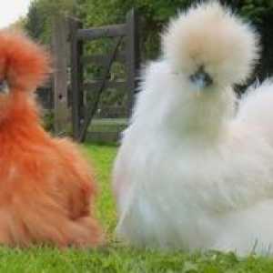Značilnosti pasme kitajske svile piščanca