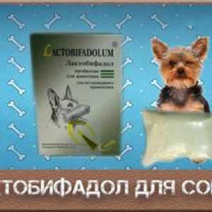 Značilnosti uporabe laktobiofadola za pse